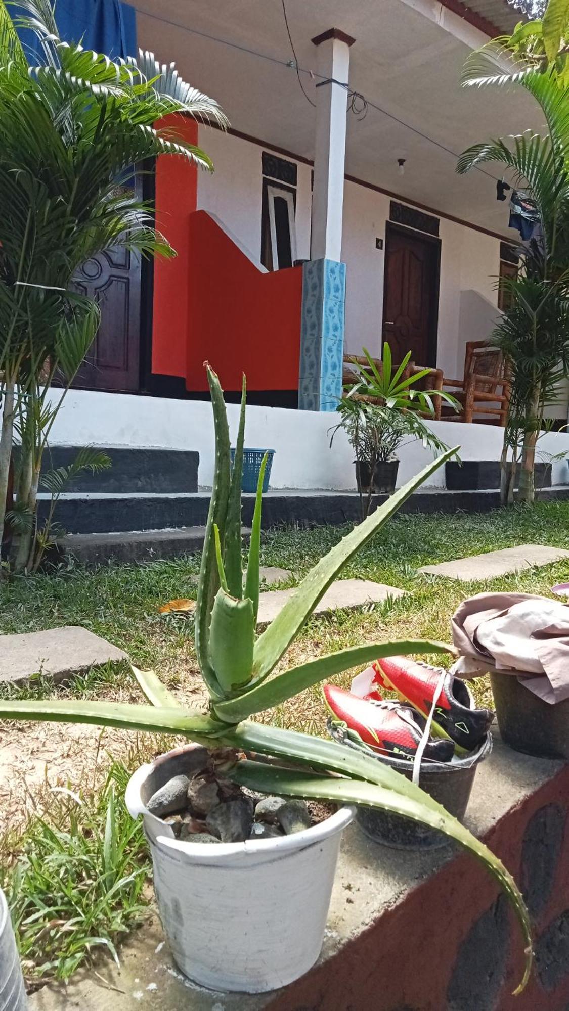 Roy Homestay Kuta Kuta  Eksteriør bilde